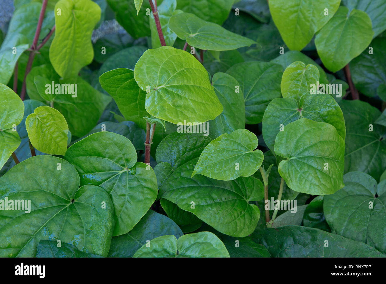 'Piper betle bétel' vigne, close-up de feuillage, des émissions de plus en plus vivace à feuilles persistantes, originaires d'Asie du Sud et du Sud-Est. Banque D'Images