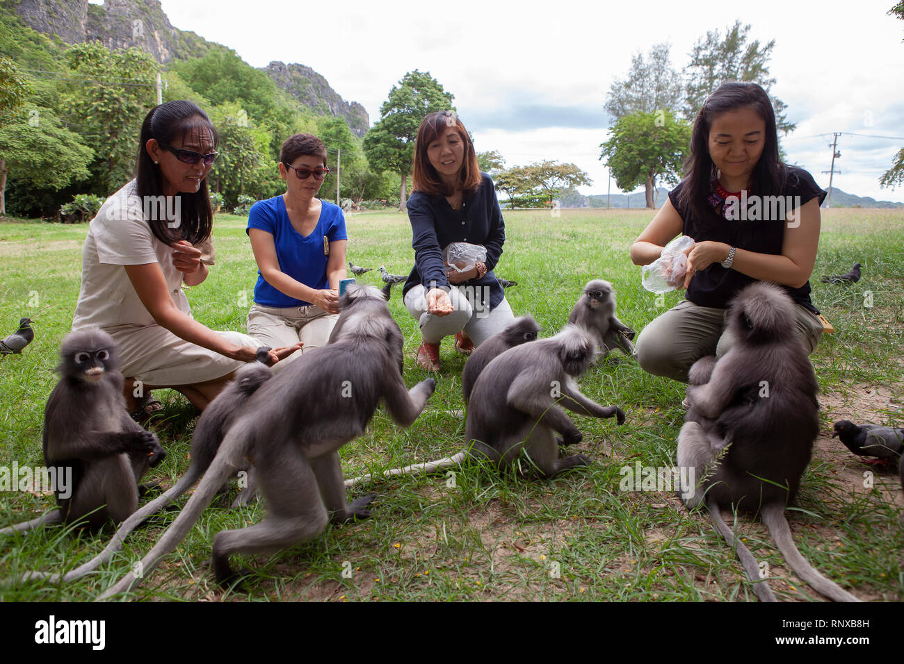 Prachuap Khiri Khan en Thaïlande - septembre24,2016 thaïlandaise du tourisme : l'écrou à l'alimentation des feuilles en singe sombre Manao Aow beach l'un des plus populaires voyage desti Banque D'Images