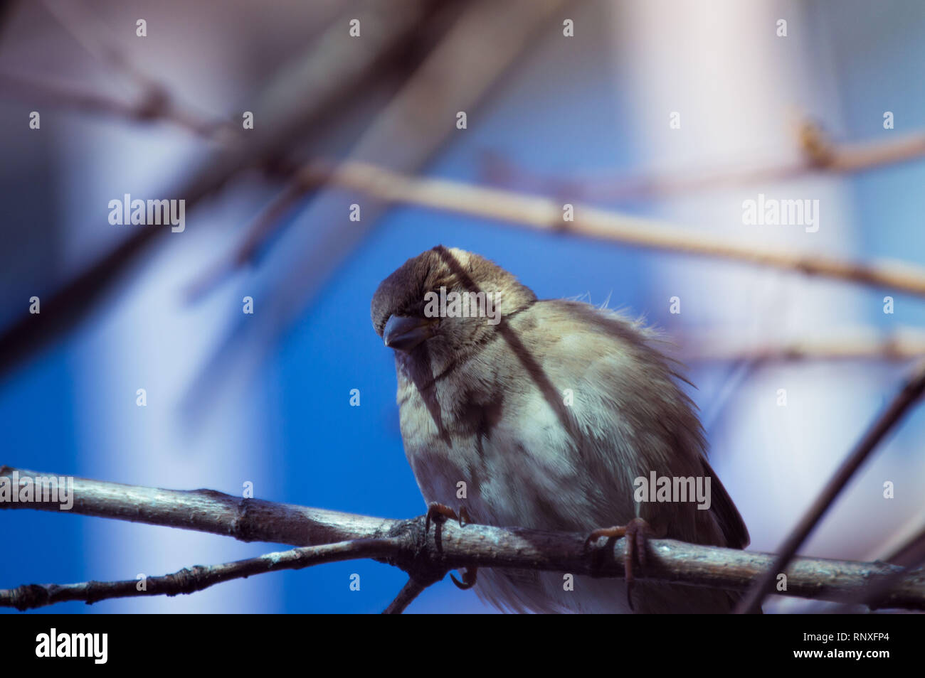 Petit oiseau sur une branche Banque D'Images