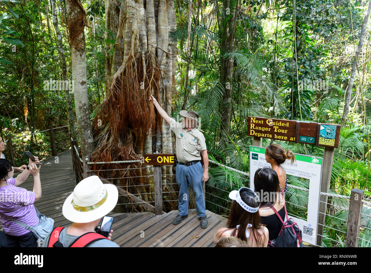 Un parc Ranger est montrant des arbres pour les touristes chinois dans le monde du patrimoine Barron Gorge National Park Cairns, Far North Queensland, FNQ, France Banque D'Images