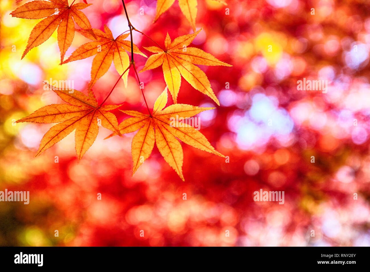 Les feuilles colorées à Cheolam Colonie d'érable, Taebaek, Gangwondo, Corée du Sud, Asie Banque D'Images