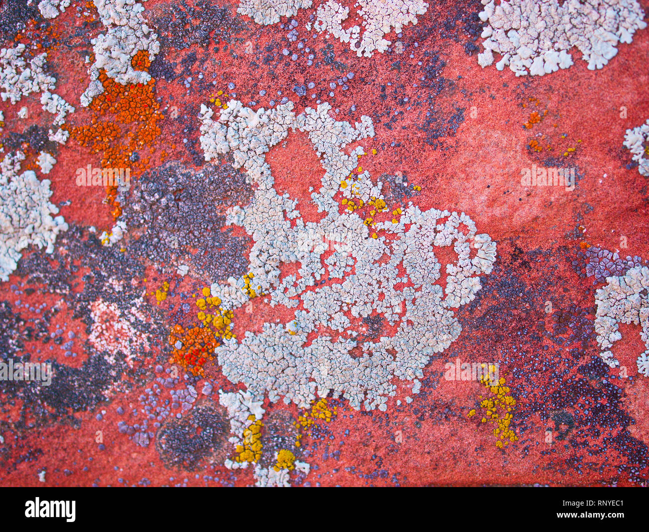 Lichen gris sur de plus en plus dans le désert de red rock Banque D'Images