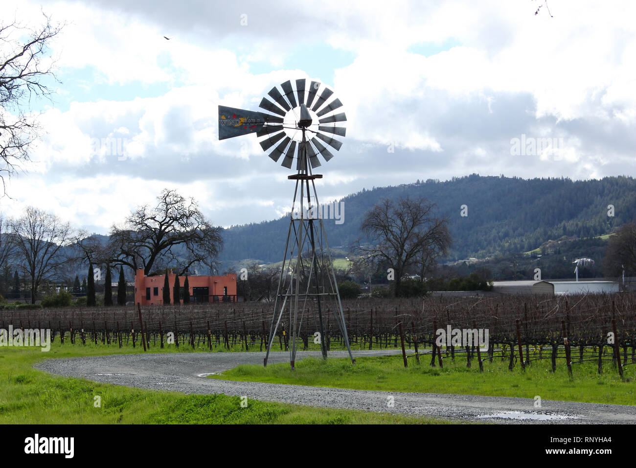 Vignobles de la Napa Valley en Californie sur une belle journée d'hiver après les pluies ont roulé hors de la région. Banque D'Images