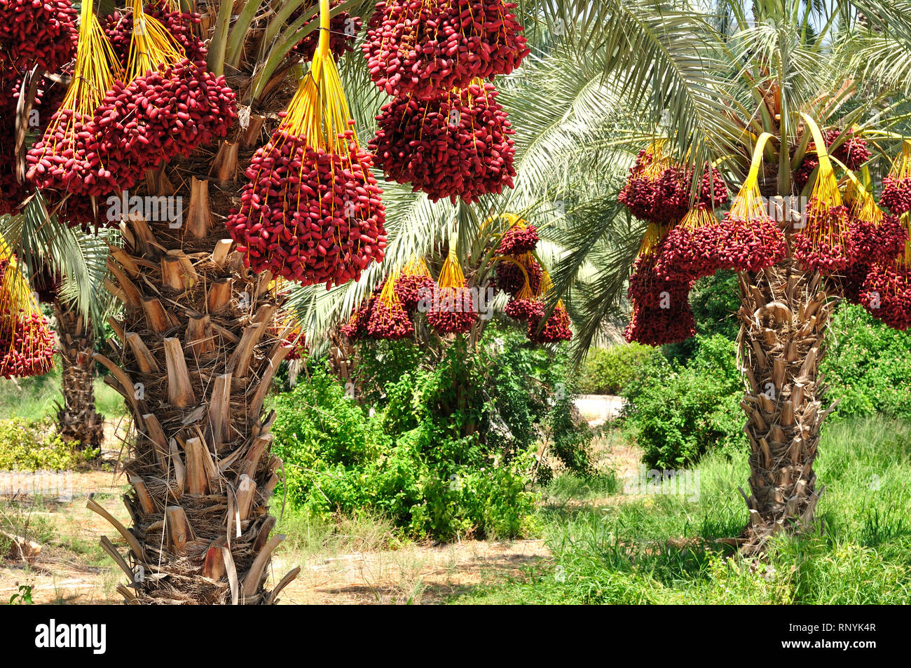 Dates des branches de palmier à dattes mûres. Le Nord d'Israël. Banque D'Images