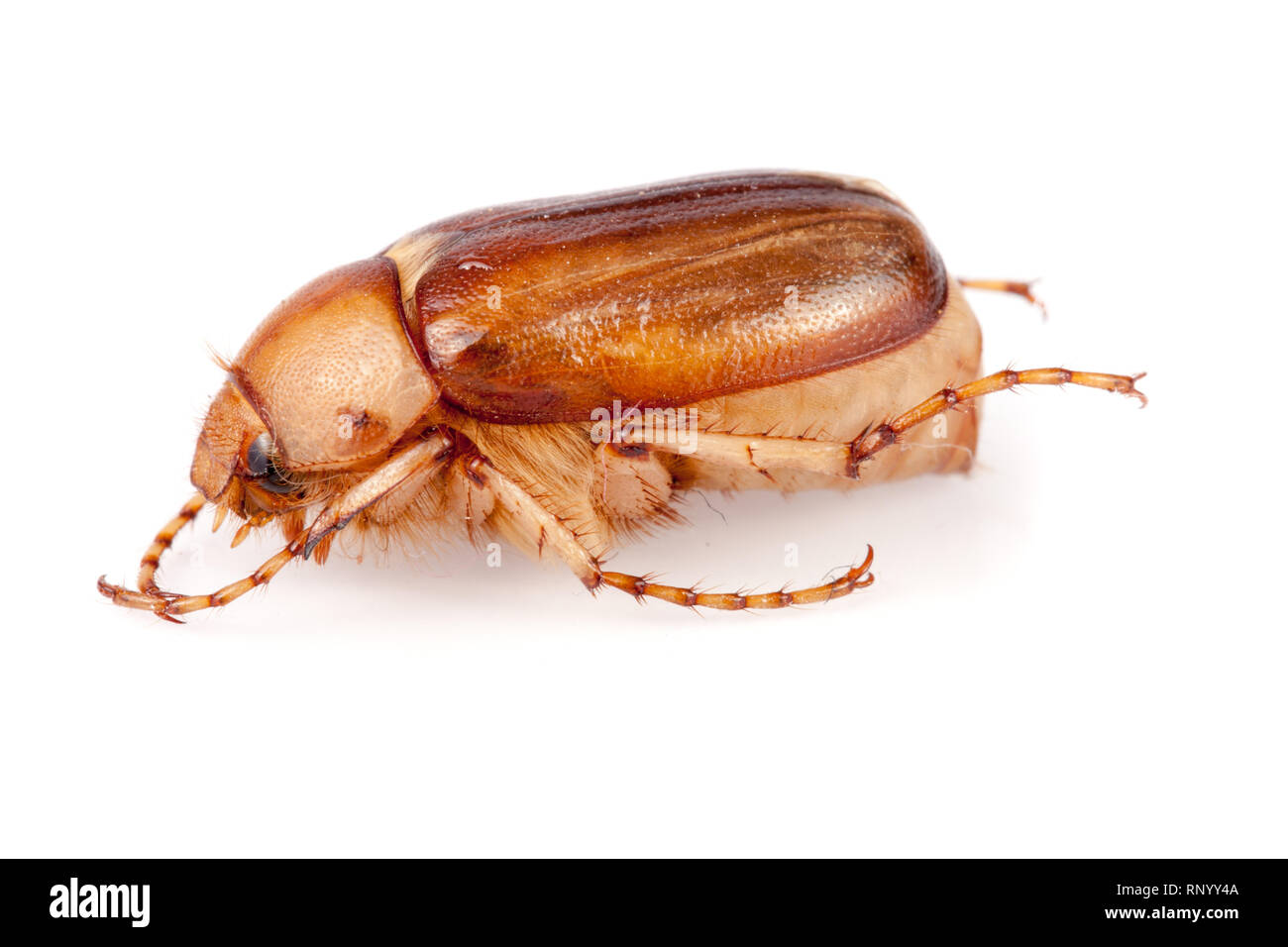 May beetle ou Cockchafer ou Melolontha isolé sur fond blanc. Banque D'Images