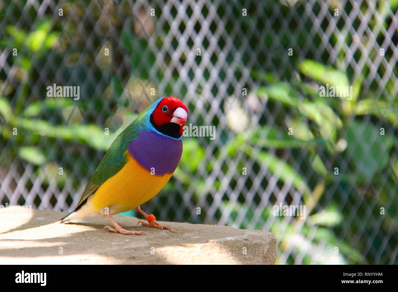 L'Gouldian finch ou Erythrura gouldiae, homme, aka the Lady Gouldian Finch, Goulds finch ou l'arc en ciel Finch. Banque D'Images