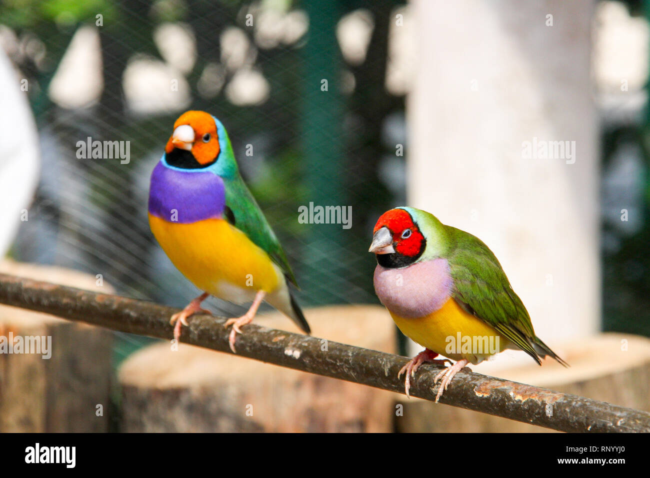 L'Gouldian finch ou Erythrura gouldiae, homme, aka the Lady Gouldian Finch, Goulds finch ou l'arc en ciel Finch. Banque D'Images