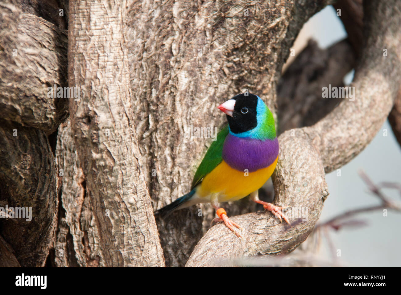 L'Gouldian finch ou Erythrura gouldiae, homme, aka the Lady Gouldian Finch, Goulds finch ou l'arc en ciel Finch. Banque D'Images