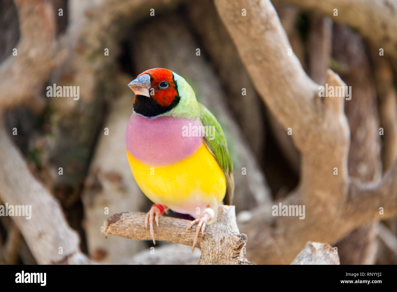 L'Gouldian finch ou Erythrura gouldiae, homme, aka the Lady Gouldian Finch, Goulds finch ou l'arc en ciel Finch. Banque D'Images