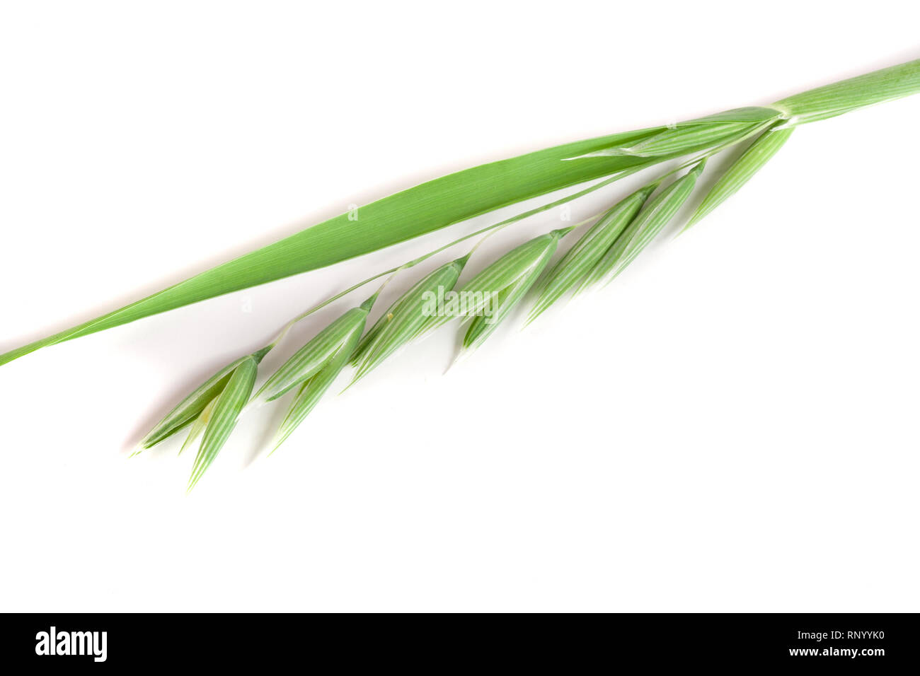 L'avoine non mûr spike isolé sur fond blanc. Banque D'Images