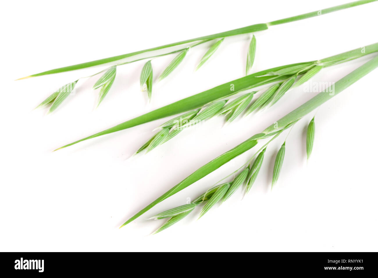 L'avoine non mûr spike isolé sur fond blanc. Banque D'Images