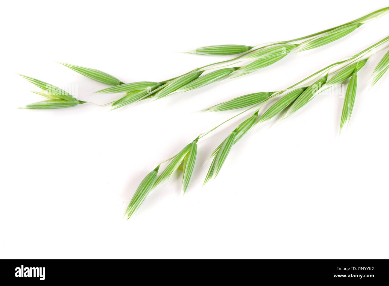 L'avoine non mûr spike isolé sur fond blanc. Banque D'Images