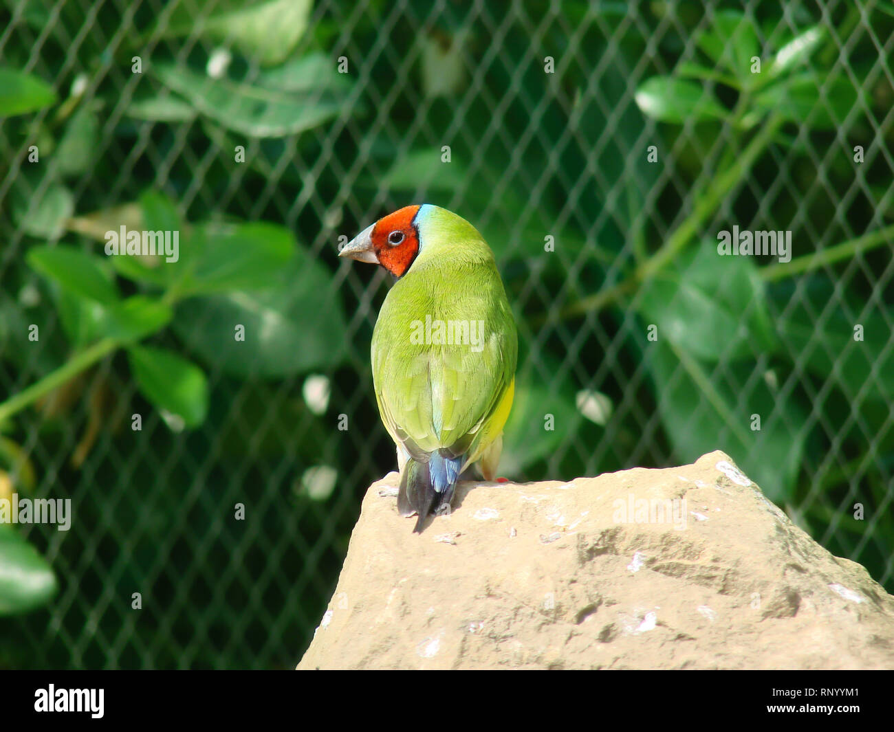 L'Gouldian finch ou Erythrura gouldiae, homme, aka the Lady Gouldian Finch, Goulds finch ou l'arc en ciel Finch. Banque D'Images