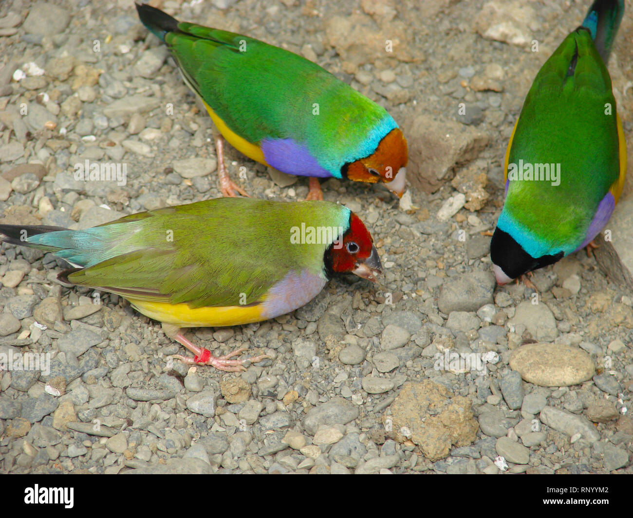 L'Gouldian finch ou Erythrura gouldiae, homme, aka the Lady Gouldian Finch, Goulds finch ou l'arc en ciel Finch. Banque D'Images