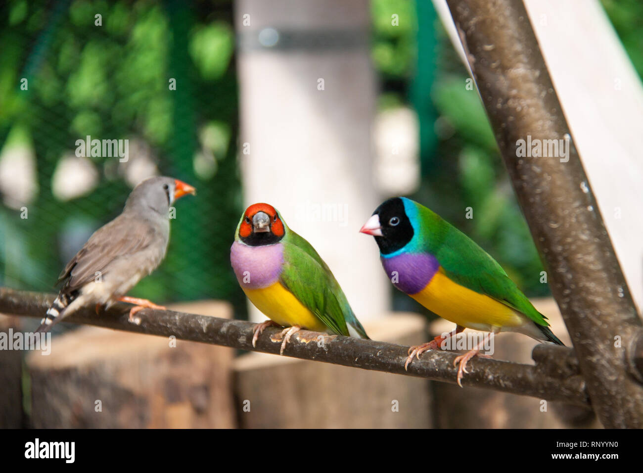 L'Gouldian finch ou Erythrura gouldiae, homme, aka the Lady Gouldian Finch, Goulds finch ou l'arc en ciel Finch. Banque D'Images