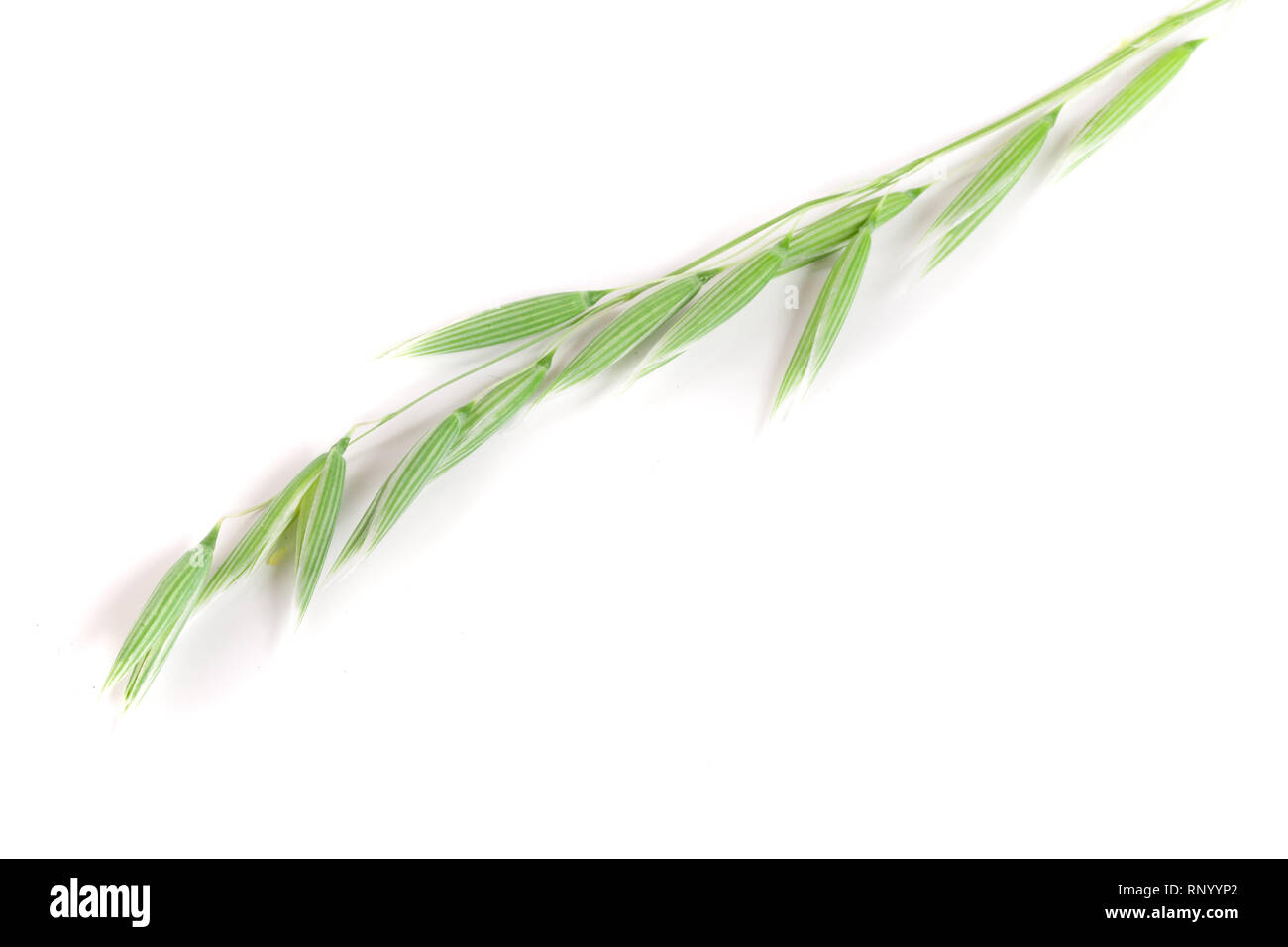 L'avoine non mûr spike isolé sur fond blanc. Banque D'Images