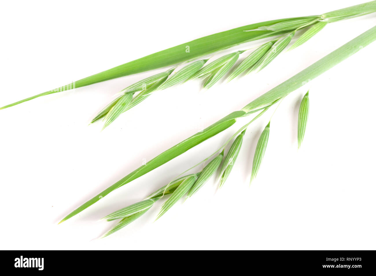 L'avoine non mûr spike isolé sur fond blanc. Banque D'Images