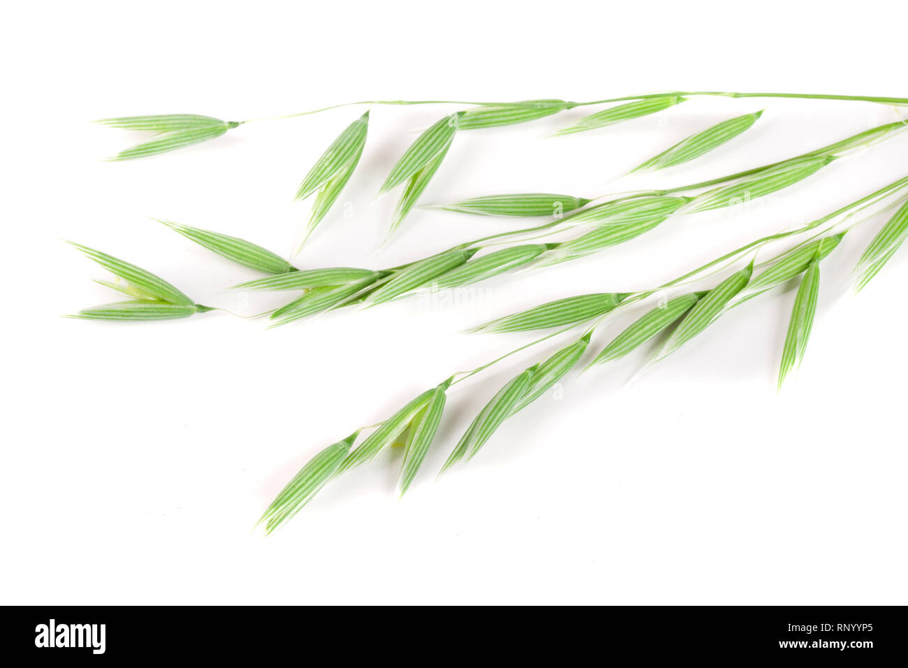 L'avoine non mûr spike isolé sur fond blanc. Banque D'Images