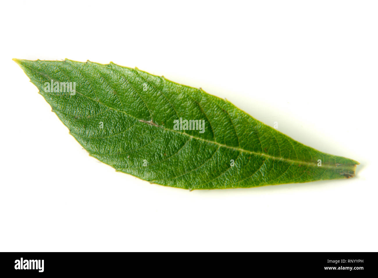 Feuilles de loquat Eriobotrya japonica ou isolé sur fond blanc. Banque D'Images