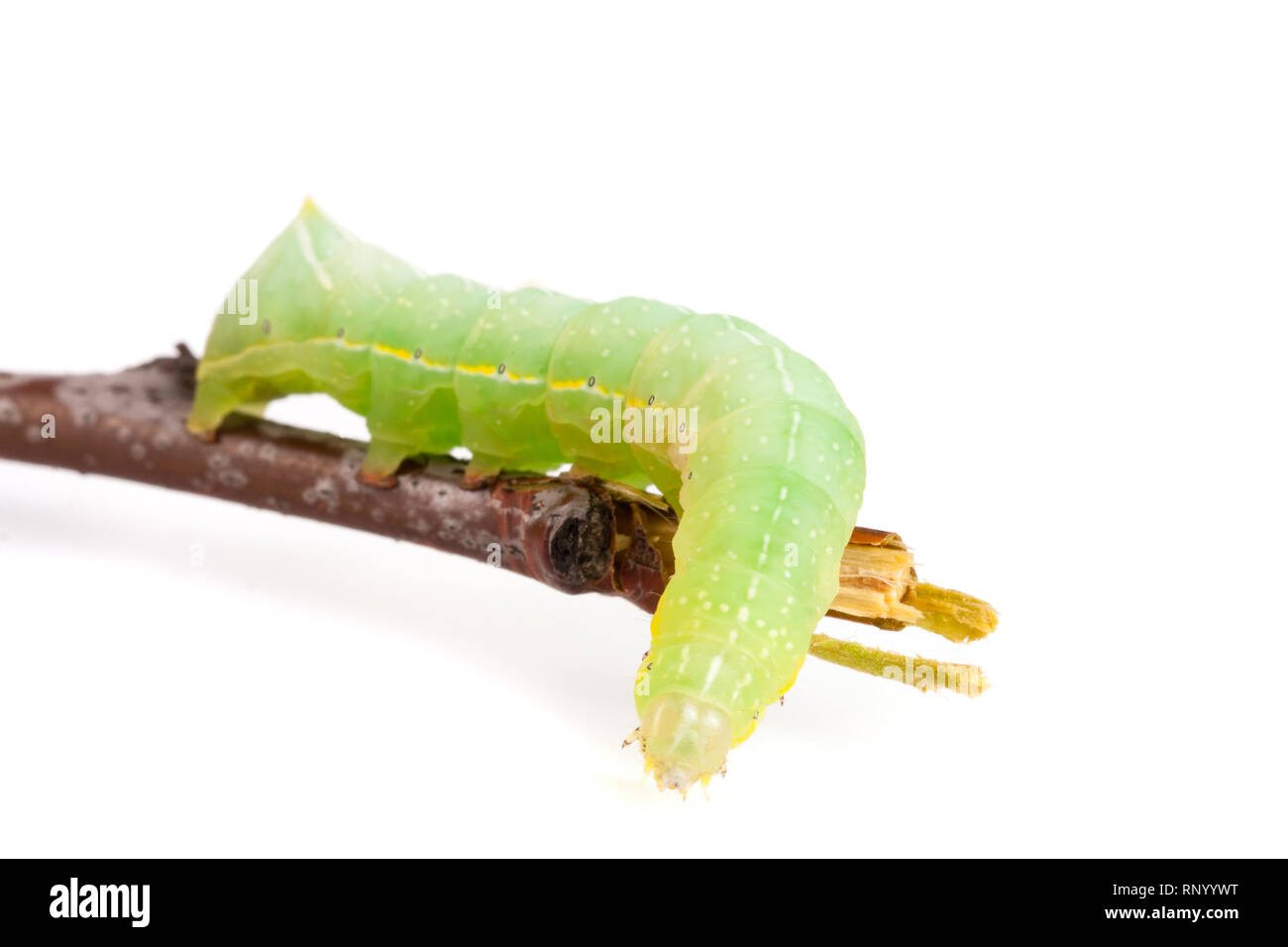 Caterpillar sur stick vert isolé sur fond blanc. Banque D'Images