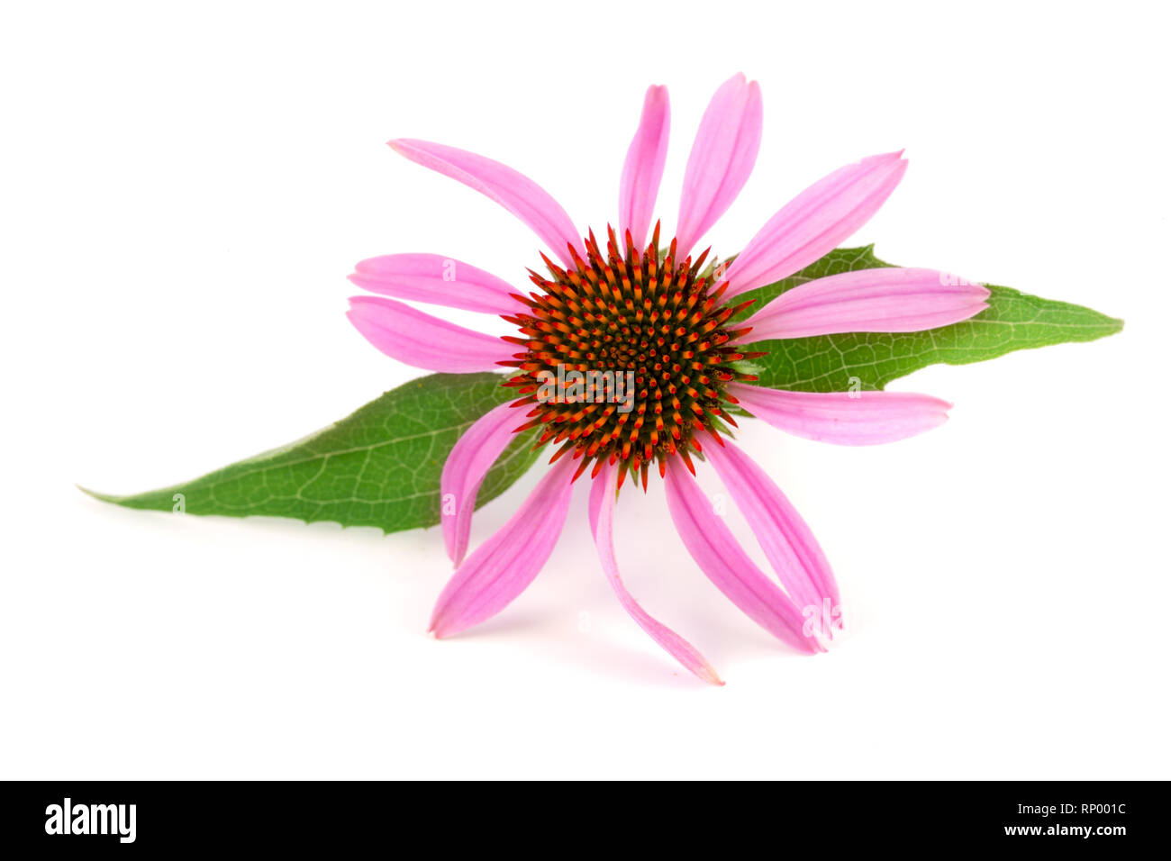 Coneflower Echinacea purpurea ou avec la feuille isolé sur fond blanc. Banque D'Images