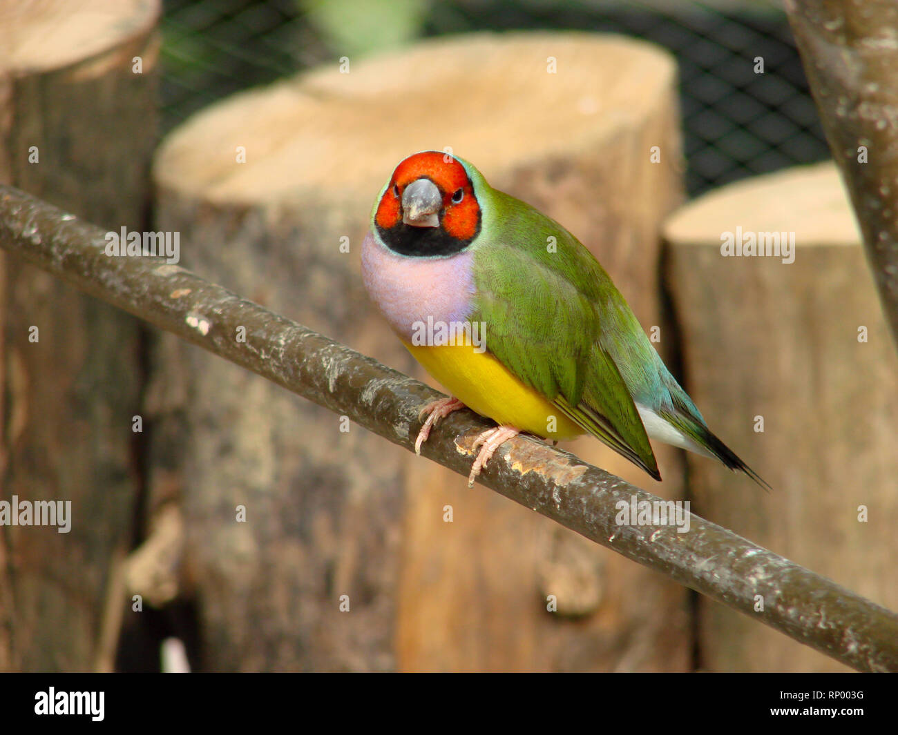 L'Gouldian finch ou Erythrura gouldiae, homme, aka the Lady Gouldian Finch, Goulds finch ou l'arc en ciel Finch. Banque D'Images