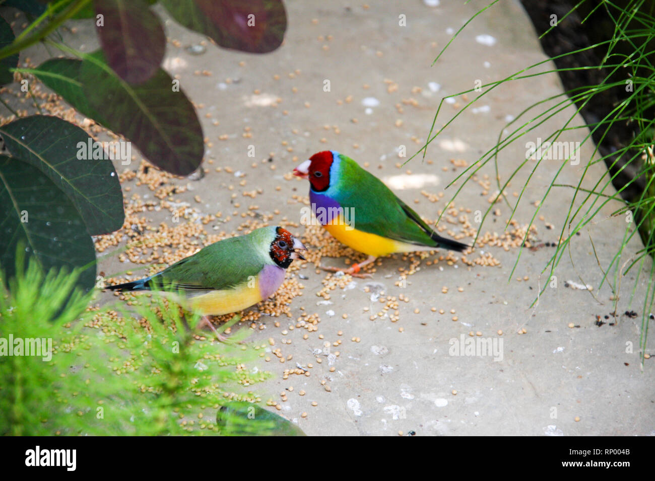 L'Gouldian finch ou Erythrura gouldiae, homme, aka the Lady Gouldian Finch, Goulds finch ou l'arc en ciel Finch. Banque D'Images