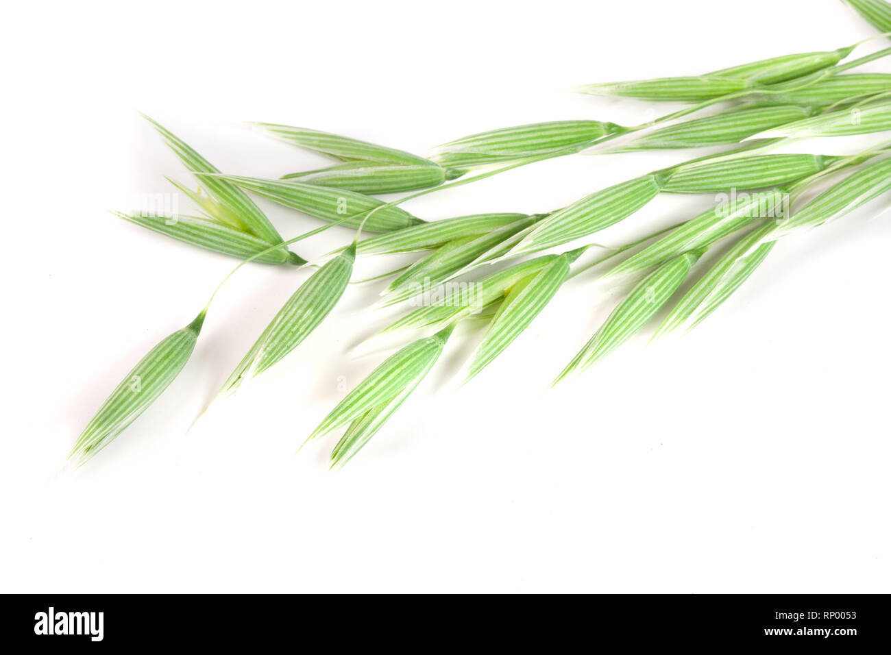 L'avoine non mûr spike isolé sur fond blanc. Banque D'Images