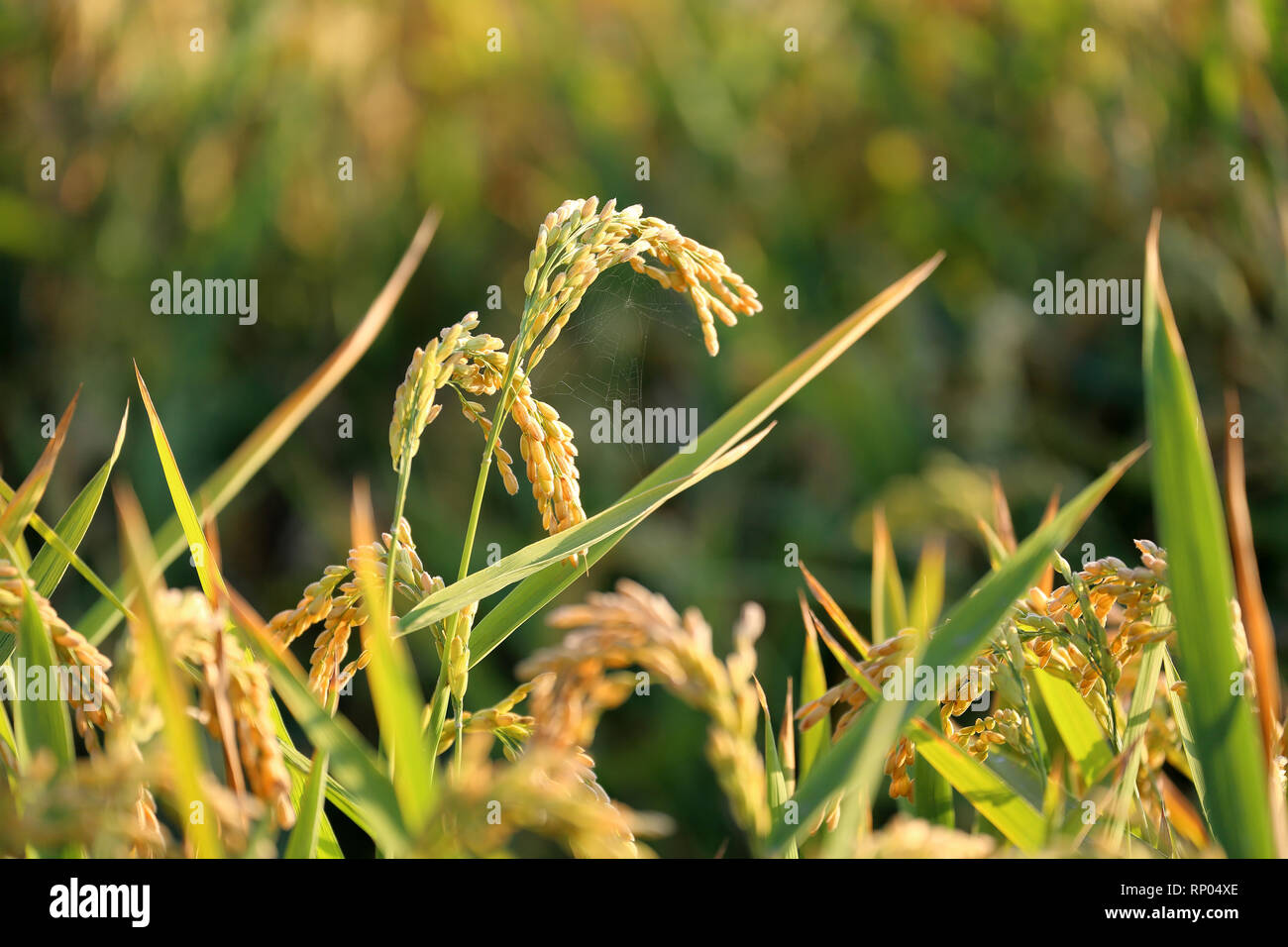 Les oreilles du riz dans une rizière, full frame Banque D'Images