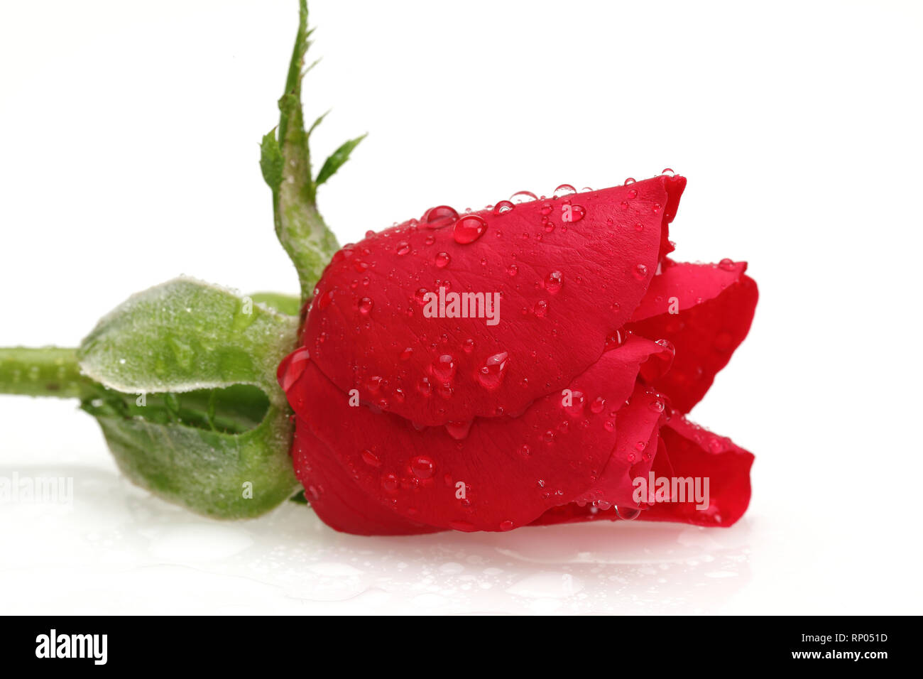 Goutte d'eau et rose rouge isolé sur fond blanc Banque D'Images
