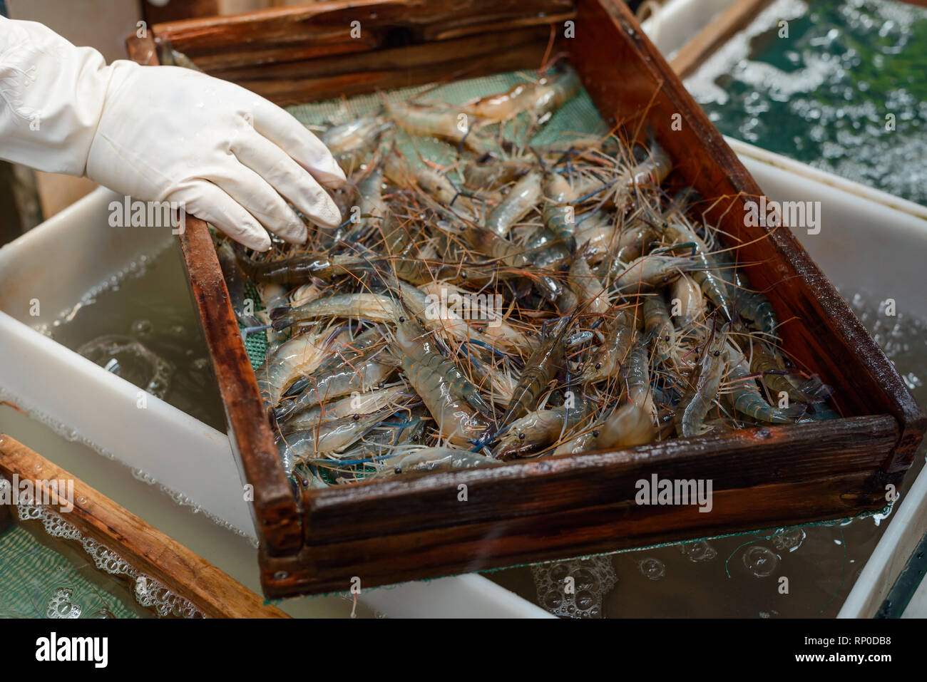 Laver les crevettes dans tamis travailleur Banque D'Images