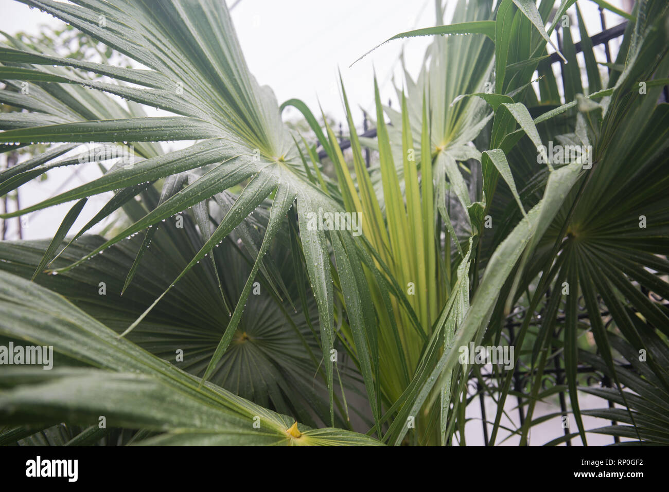 Feuilles de plantes tropicales avec des gouttes de la pluie, ou la rosée sur elle. La nature tropicale dans un jour de pluie. Banque D'Images