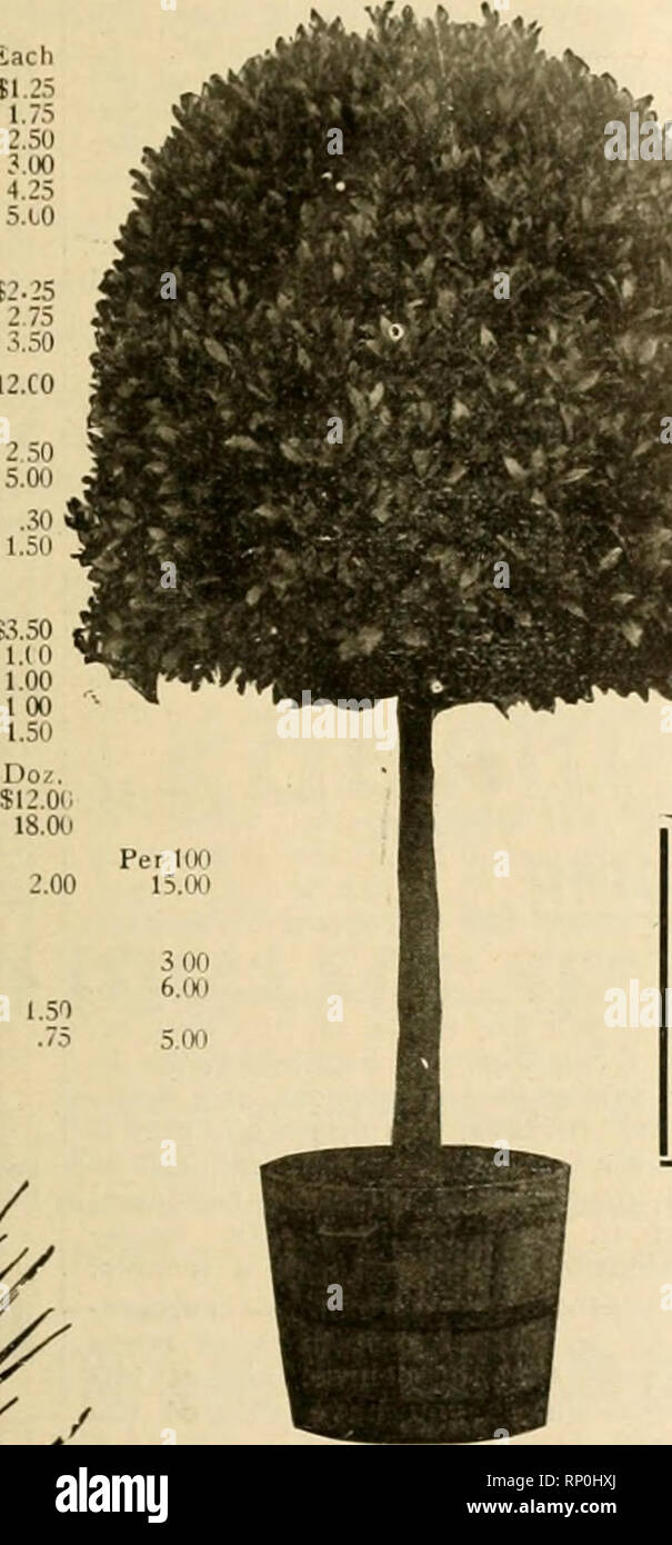 . La fleuriste américain : un journal hebdomadaire pour le commerce. La floriculture ; fleuristes. Les lauriers-tige Standard Couronne Ptach 12-14 pouces en lb. 2 ft. En 12. 4-je ? Je &gt ; 2-ft. En 18. 5,00 L, l-ft. 24-26-in. 18ft 3ft. 20-22-m. 1,1.1 1 '-. 2 ft. 4-en. 2428-en. 7.mi 3-ft. 26-in. 7,00 mC . 4-ft. 26 à 2 s. 9,00 &AMP ;£ ? ?* 4-ft. 3-ft-C. in. à 3-PI-LI. 15,00 BT' PYRAMIDES ?fv* ?'ft. hiuh $ s."&Lt ; lifc'h $12,00 HL rtt. haute 15.3J 9 ft. PHOENIX ROEBELENII fSf ;. Chaque douz. Par IK) - UBEr" ? ? ?" 1 2,00 3,00 12,00 15,00 $ 600 18.1h ? ?£ v-,nri, *• ; Cai,"h ;,., K, les spécimens, dans stronu / extra.. Banque D'Images