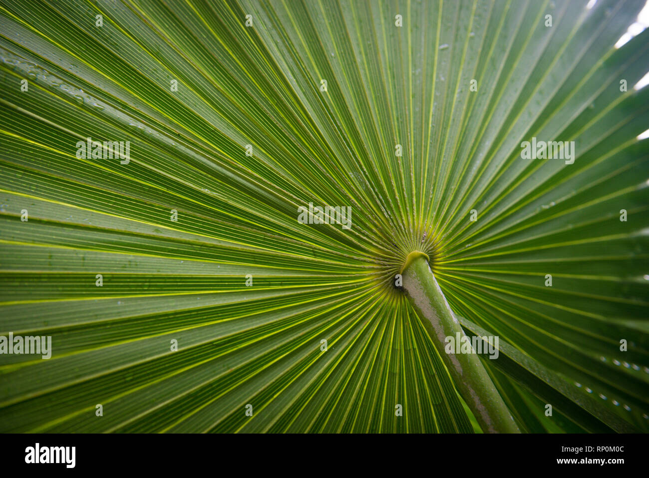 Texture en feuille de palmier ou d'arrière-plan. Sans couture. Concept de la nature tropicale. Banque D'Images