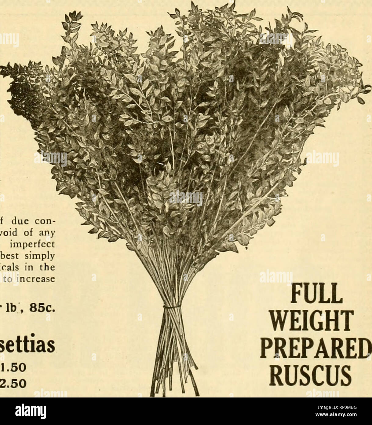 . La fleuriste américain : un journal hebdomadaire pour le commerce. La floriculture ; fleuristes. 72 =74 E. Randolph Street, Chicago. &Gt ;••• »&gt ; Ph". ^^oiph R 3s. Frise japonais Roping Rouge, Vert, Blanc par balle de 60 verges cubes, chacun - 75c Demander les prix sur les grands terrains. Commandez tôt et faire votre propre des couronnes. Frise rouge couronnes par doz, 6-in. Couronne Limousine.$1.25 8-in. Couronne de limousine. 1,60 10-in., à l'extérieur de mesurer... 2,25 12-in., hors mesure. . 3,00 14-in., à l'extérieur de mesurer... 4,00 16in, à l'extérieur mesure. .. 5,00 RUSCUS ROUGE nous importer les matières premières et d'une teinture rouge de Noël. Notre importation consistait Banque D'Images