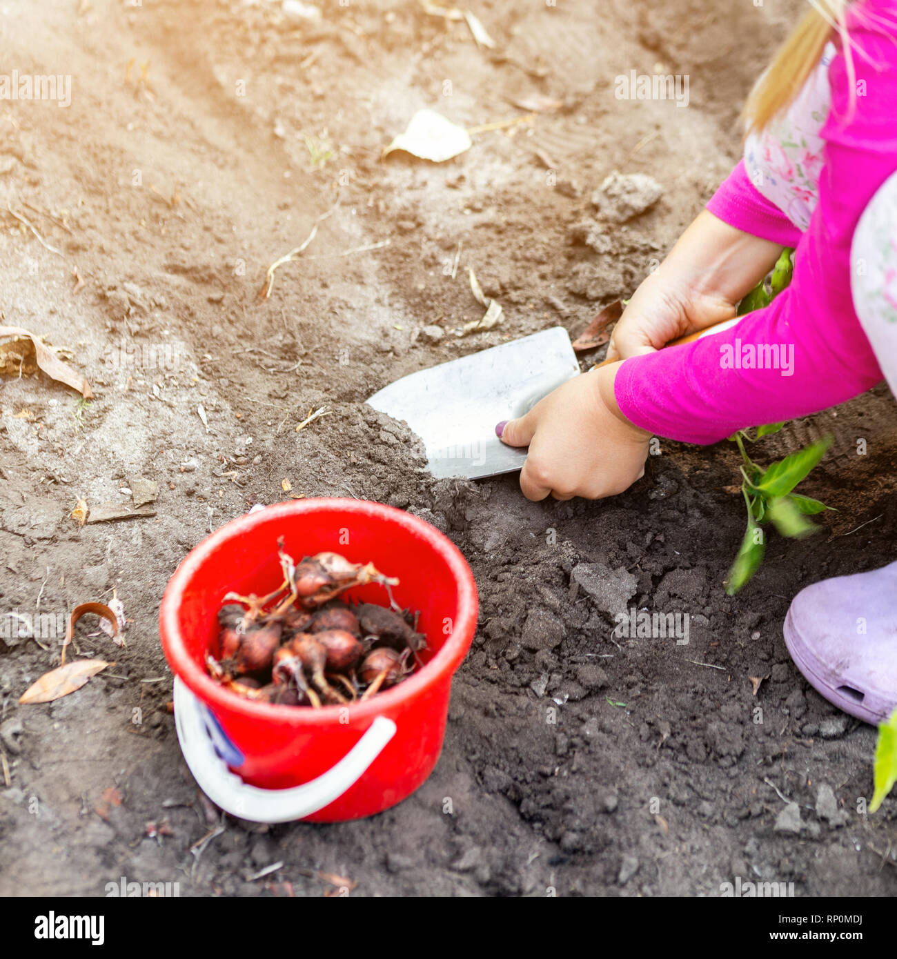 Cute little baby girl oignon plantation de semis de l'ampoule. Petit enfant  concept jardinier. Activités pour enfants en plein air au printemps Photo  Stock - Alamy