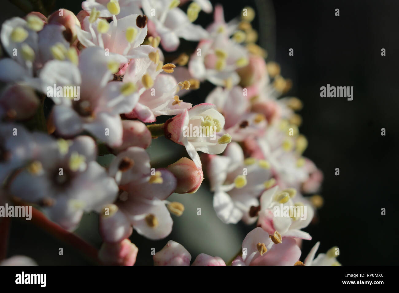 Macro image du beau blanc de printemps fleurs de Viburnum tinus 'Eve Price', côté éclairé par le soleil matinal. Avec l'exemplaire de l'espace. Banque D'Images