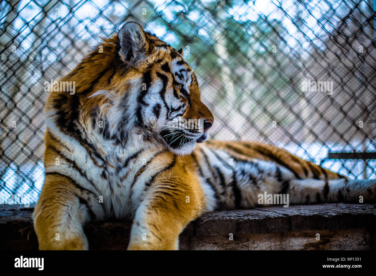 Un tigre de Sibérie en captivité se trouve paisiblement à l'intérieur de son sanctuaire. Russie Banque D'Images