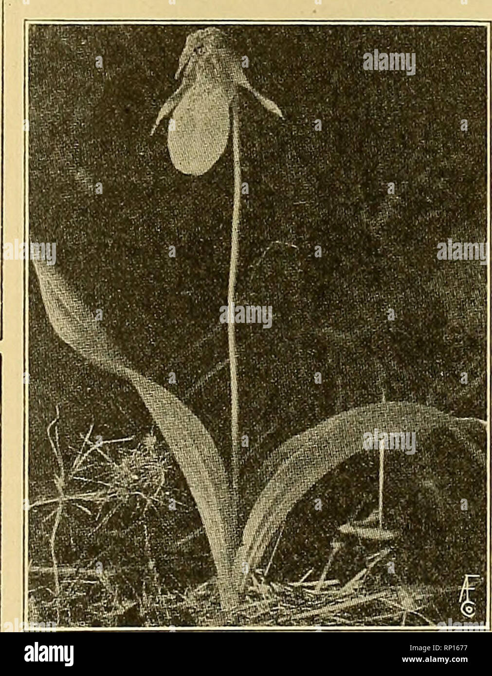 . La fleuriste américain : un journal hebdomadaire pour le commerce. La floriculture ; fleuristes. HBRBACBOUS^MINISTÈRE DE LA NE V JARDIN BOTANIQUE DE NEW YORK. L'une de ces espèces exotiques du même genre. Mais étrangement, aucun de nos sabots de la vierge figure dans le catalogues des concessionnaires, et très peu de colombophiles semblent se développer entre eux. Il n'est pas facile de comprendre cette négligence, mais c'est probablement en raison de la petit magasin nous définies sur fa- miliar choses. S'il s'agissait d'necessai-y d'entreprendre coûteux et dangereux ex- peditions dans les wilds amazonienne afin d'obtenir le cypripède royal (C. hirsutum), la fleur ne doute Banque D'Images