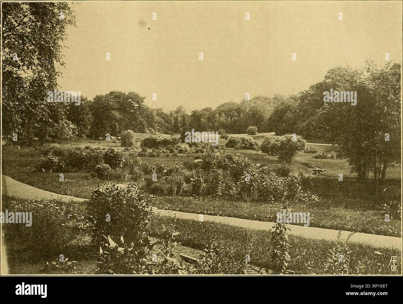 . La fleuriste américain : un journal hebdomadaire pour le commerce. La floriculture ; fleuristes. igij. L'American Fleuriste. 207. HBRBACBOUS^MINISTÈRE DE LA NE V JARDIN BOTANIQUE DE NEW YORK. L'une de ces espèces exotiques du même genre. Mais étrangement, aucun de nos sabots de la vierge figure dans le catalogues des concessionnaires, et très peu de colombophiles semblent se développer entre eux. Il n'est pas facile de comprendre cette négligence, mais c'est probablement en raison de la petit magasin nous définies sur fa- miliar choses. S'il s'agissait d'necessai-y d'entreprendre coûteux et dangereux ex- peditions dans les wilds amazonienne afin d'obtenir le cypripède royal (Ch. Banque D'Images