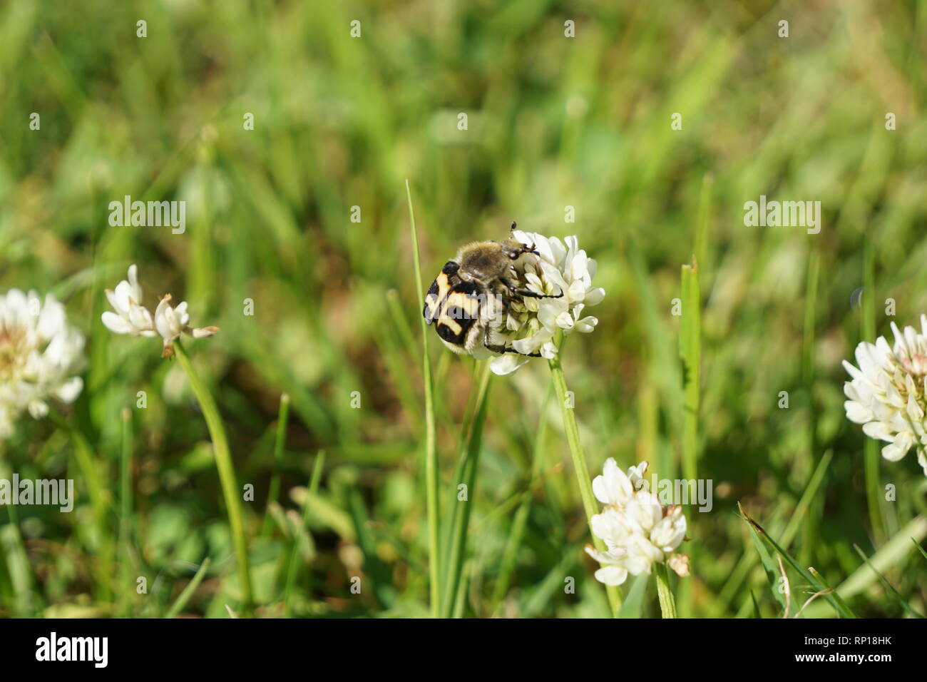 Bumblebee wannabe bug assis sur une fleur de trèfle blanc Banque D'Images