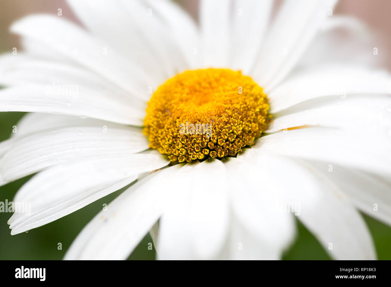Grande marguerite blanche flower close-up. Fonds d'écran Banque D'Images