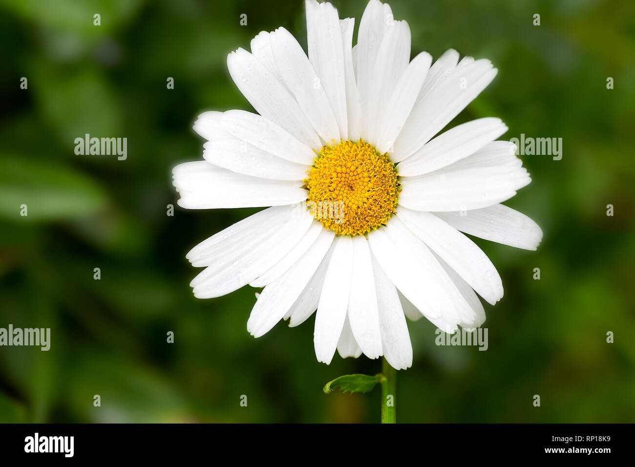 Grande marguerite blanche fleur gros plan sur un fond vert. Fonds d'écran Banque D'Images