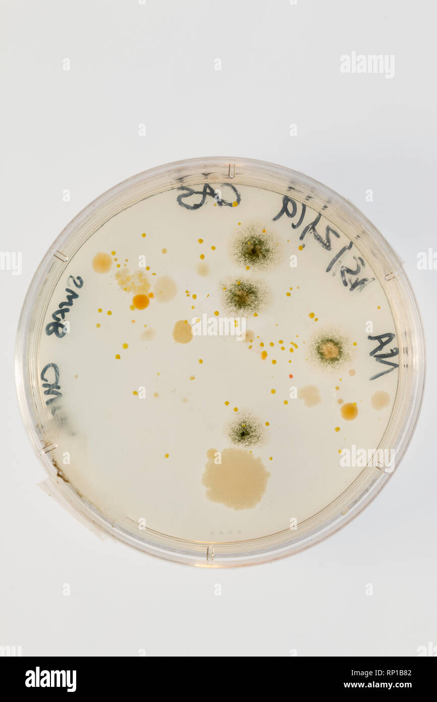De plus en plus des microbes sur une plaque de gélose après la prise d'un coton-tige d'une école présidence Banque D'Images