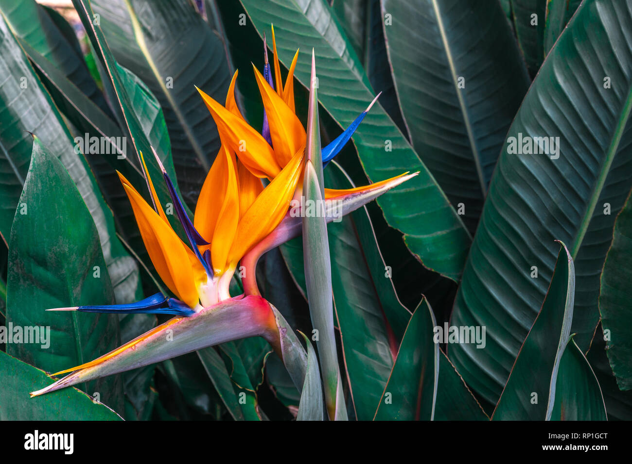Bel Oiseau de Paradis (Strelitzia reginae) fleur avec des feuilles vertes en arrière-plan d'un jardin tropical Banque D'Images