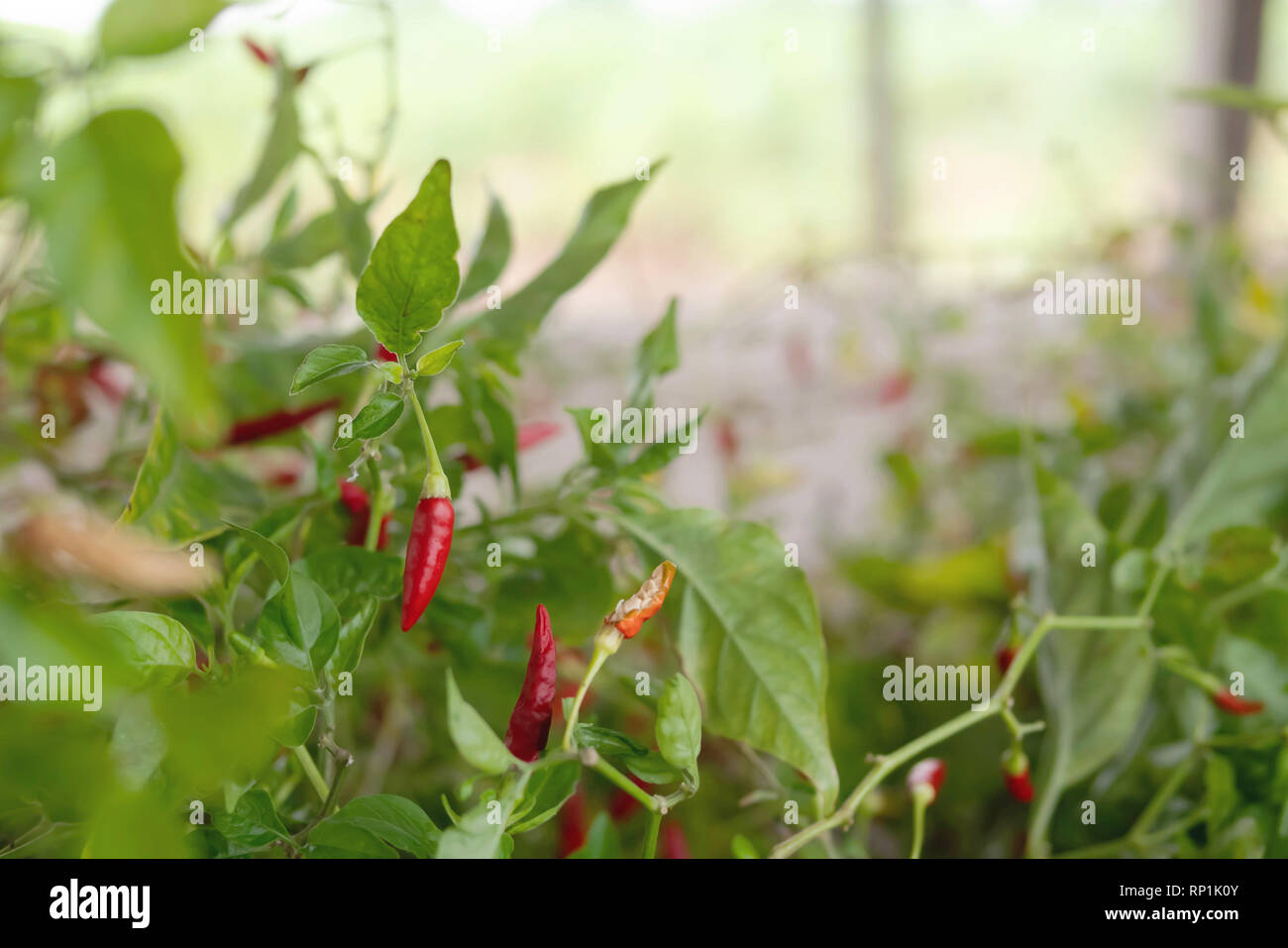 Piment de guinée Banque de photographies et d’images à haute résolution