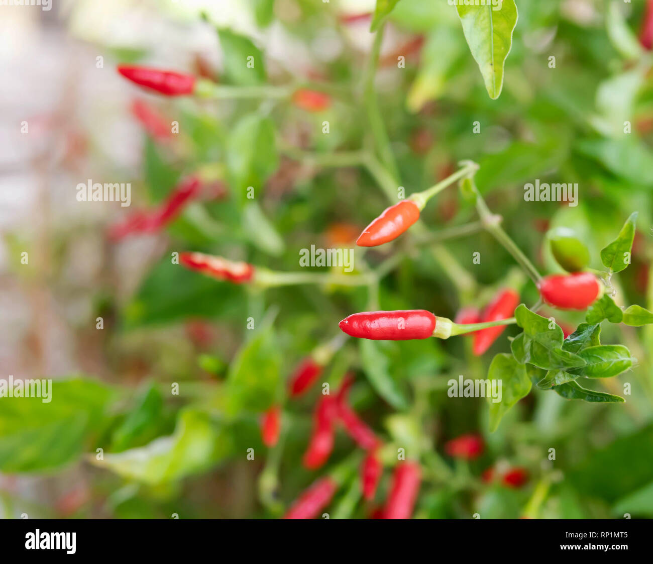 Piment de guinée Banque de photographies et d’images à haute résolution