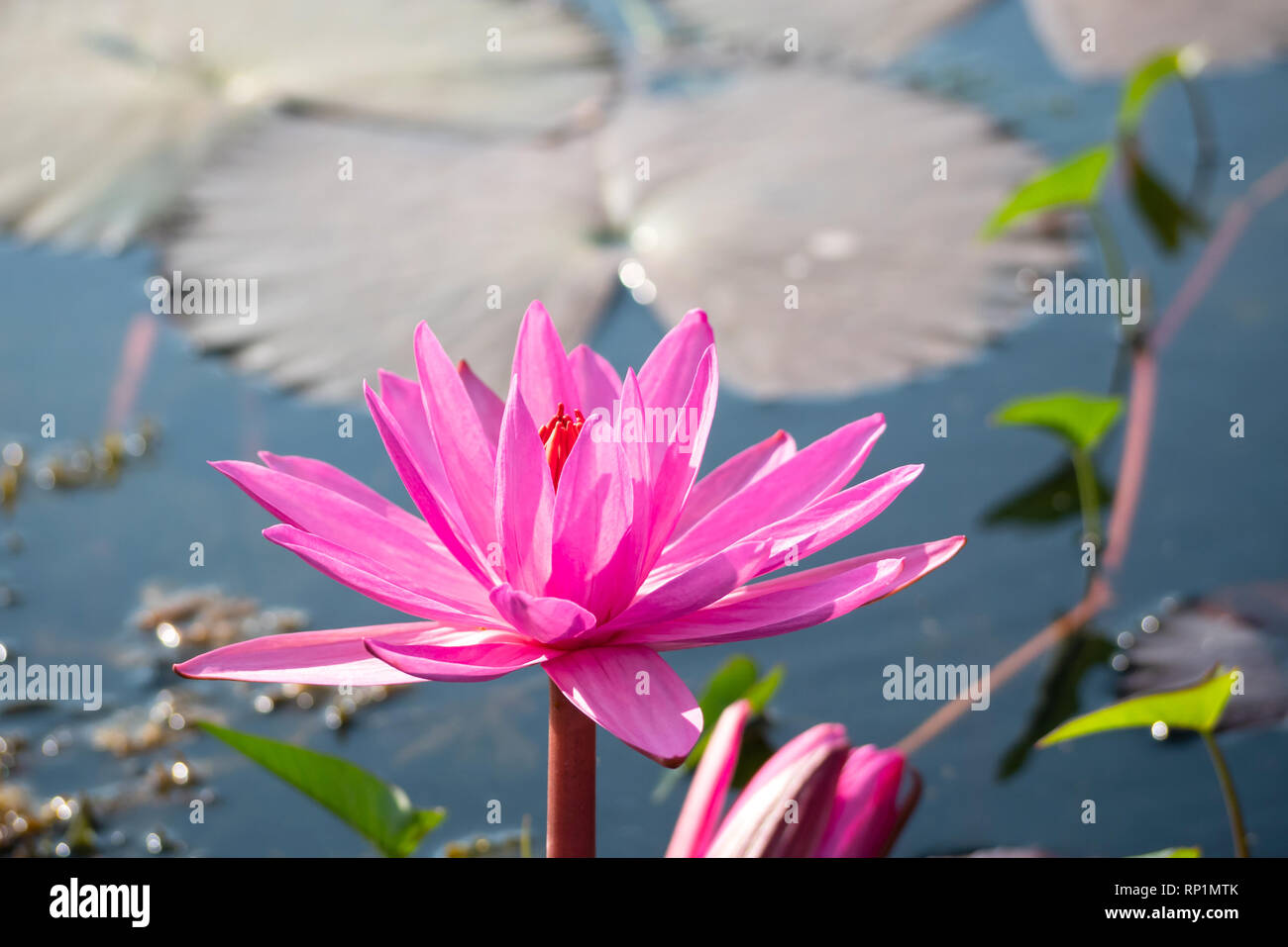 Lotus rouge fleur qui s'épanouit dans le canal le matin Banque D'Images