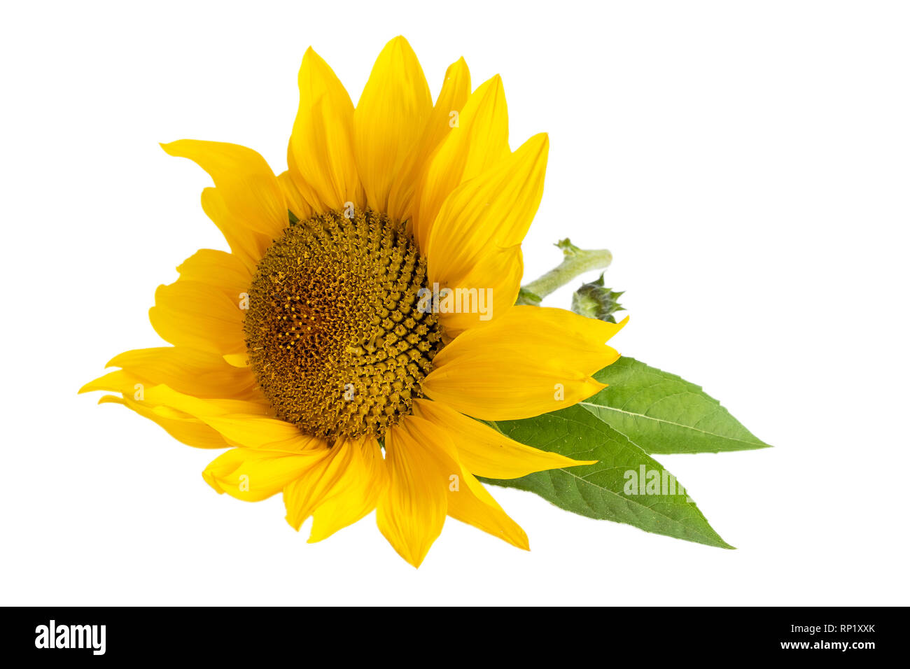 Tournesol jaune isolé sur fond blanc Banque D'Images