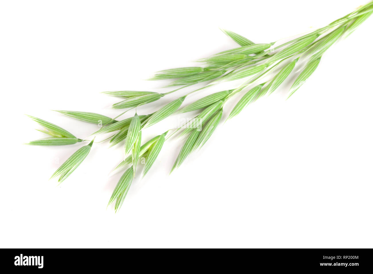 L'avoine non mûr spike isolé sur fond blanc. Banque D'Images